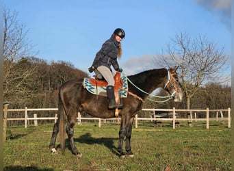 Andere Rassen, Ruin, 4 Jaar, 160 cm, Appelschimmel