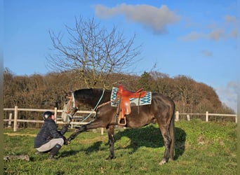 Andere Rassen, Ruin, 4 Jaar, 160 cm, Appelschimmel