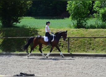 Andere Rassen, Ruin, 4 Jaar, 162 cm, Bruin