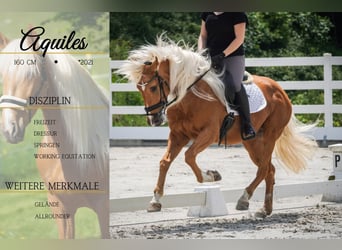 Andere Rassen, Ruin, 4 Jaar, 162 cm, Palomino