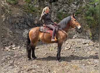 Andere Rassen, Ruin, 4 Jaar, 163 cm, Bruin