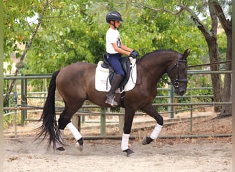 Andere Rassen, Ruin, 4 Jaar, 163 cm, Zwart