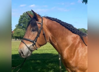Andere Rassen, Ruin, 4 Jaar, 164 cm, Bruin