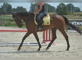 Andere Rassen, Ruin, 4 Jaar, 164 cm, Bruin