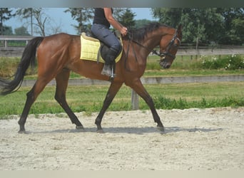 Andere Rassen, Ruin, 4 Jaar, 164 cm, Bruin