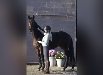 Andere Rassen, Ruin, 4 Jaar, 165 cm, Bruin