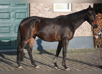 Andere Rassen, Ruin, 4 Jaar, 165 cm, Bruin