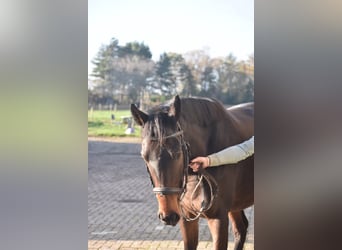 Andere Rassen, Ruin, 4 Jaar, 165 cm, Donkerbruin