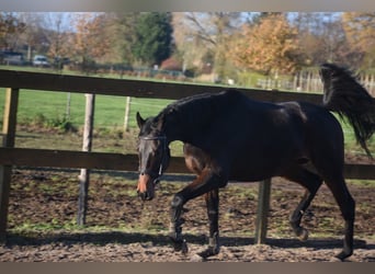 Andere Rassen, Ruin, 4 Jaar, 165 cm, Donkerbruin