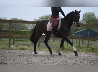 Andere Rassen, Ruin, 4 Jaar, 165 cm, Donkerbruin