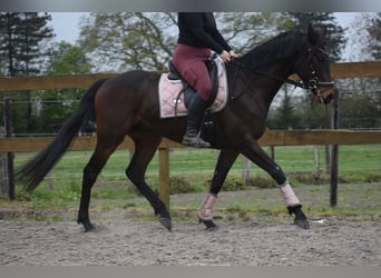 Andere Rassen, Ruin, 4 Jaar, 165 cm, Donkerbruin