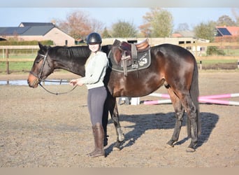 Andere Rassen, Ruin, 4 Jaar, 165 cm, Donkerbruin