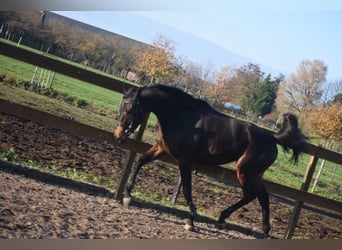 Andere Rassen, Ruin, 4 Jaar, 165 cm, Donkerbruin