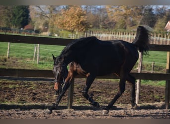 Andere Rassen, Ruin, 4 Jaar, 165 cm, Donkerbruin