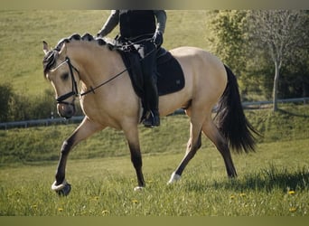 Andere Rassen, Ruin, 4 Jaar, 165 cm, Falbe