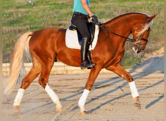 Andere Rassen Mix, Ruin, 4 Jaar, 167 cm, Palomino