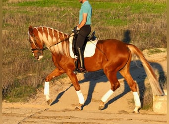 Andere Rassen Mix, Ruin, 4 Jaar, 167 cm, Palomino