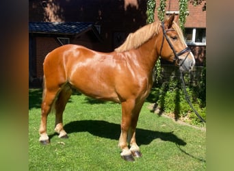 Andere Rassen, Ruin, 4 Jaar, 168 cm, Vos