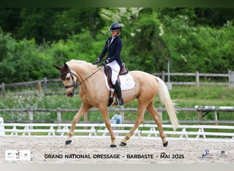 Andere Rassen, Ruin, 4 Jaar, 170 cm, Palomino