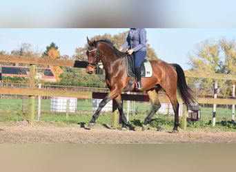 Andere Rassen, Ruin, 4 Jaar, 175 cm, Bruin