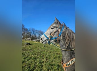 Andere Rassen, Ruin, 4 Jaar, Appelschimmel