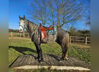 Andere Rassen, Ruin, 4 Jaar, Appelschimmel