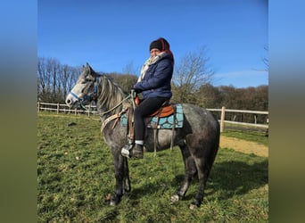 Andere Rassen, Ruin, 4 Jaar, Appelschimmel