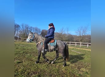 Andere Rassen, Ruin, 4 Jaar, Appelschimmel