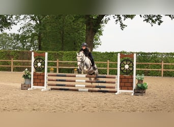 Andere Rassen, Ruin, 5 Jaar, 125 cm, Schimmel