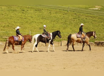 Andere Rassen, Ruin, 5 Jaar, 132 cm, Gevlekt-paard
