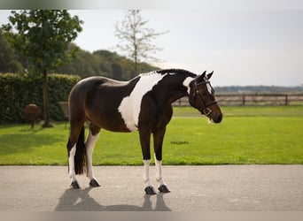 Andere Rassen, Ruin, 5 Jaar, 136 cm