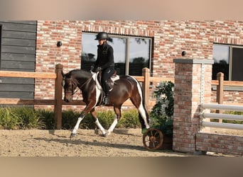 Andere Rassen, Ruin, 5 Jaar, 136 cm
