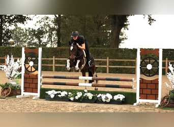 Andere Rassen, Ruin, 5 Jaar, 136 cm