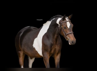 Andere Rassen, Ruin, 5 Jaar, 136 cm