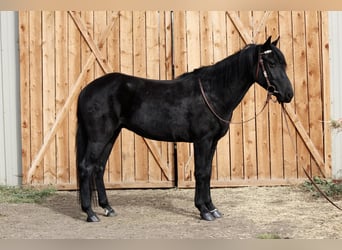 Andere Rassen, Ruin, 5 Jaar, 142 cm, Zwart