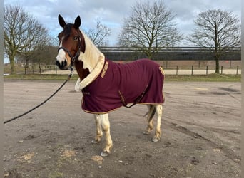 Andere Rassen, Ruin, 5 Jaar, 145 cm, Gevlekt-paard