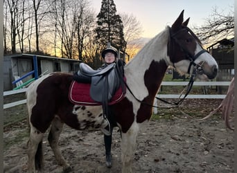 Andere Rassen, Ruin, 5 Jaar, 145 cm, Gevlekt-paard