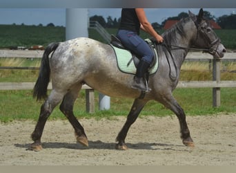 Andere Rassen, Ruin, 5 Jaar, 152 cm, Appaloosa