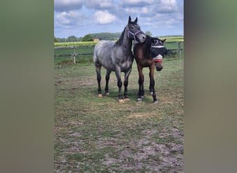 Andere Rassen, Ruin, 5 Jaar, 152 cm, Appaloosa