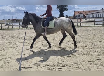 Andere Rassen, Ruin, 5 Jaar, 152 cm, Appaloosa