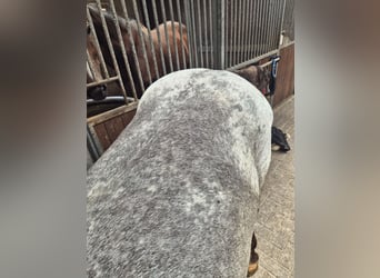 Andere Rassen, Ruin, 5 Jaar, 152 cm, Appaloosa