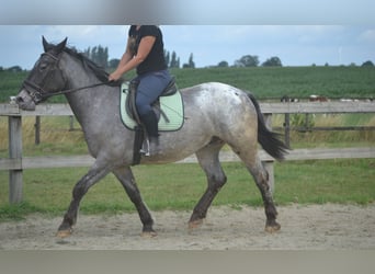 Andere Rassen, Ruin, 5 Jaar, 152 cm, Appaloosa