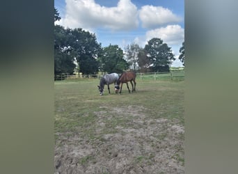 Andere Rassen, Ruin, 5 Jaar, 152 cm, Appaloosa