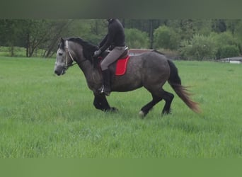 Andere Rassen, Ruin, 5 Jaar, 153 cm, Appelschimmel