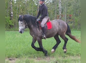 Andere Rassen, Ruin, 5 Jaar, 153 cm, Appelschimmel