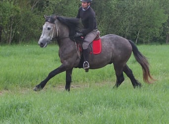 Andere Rassen, Ruin, 5 Jaar, 153 cm, Appelschimmel