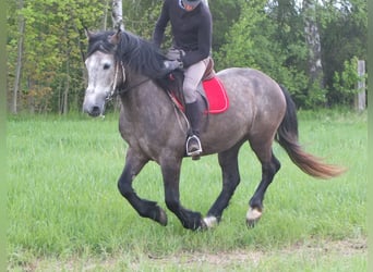 Andere Rassen, Ruin, 5 Jaar, 153 cm, Appelschimmel