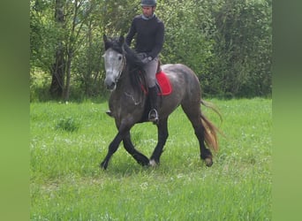 Andere Rassen, Ruin, 5 Jaar, 153 cm, Appelschimmel
