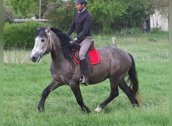 Andere Rassen, Ruin, 5 Jaar, 153 cm, Appelschimmel