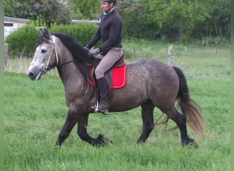 Andere Rassen, Ruin, 5 Jaar, 153 cm, Appelschimmel